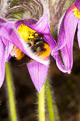 Image showing Pulsatilla patens