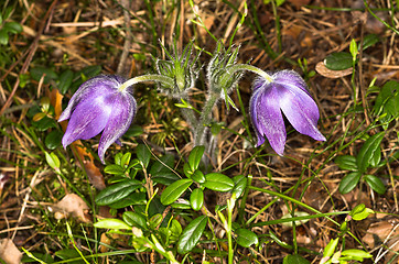 Image showing Pulsatilla patens