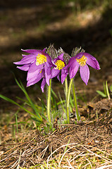 Image showing Pulsatilla patens