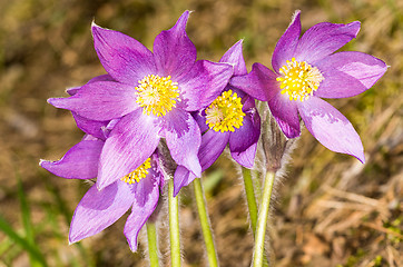 Image showing Pulsatilla patens