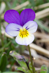 Image showing Viola tricolor