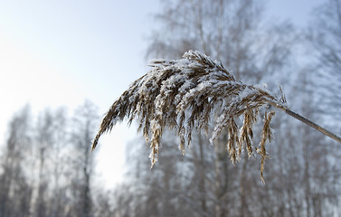 Image showing Frozen