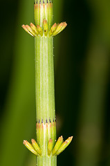 Image showing Horsetail