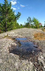 Image showing Forest