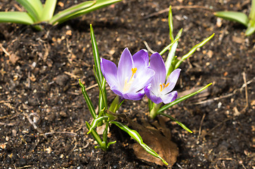 Image showing Crocus