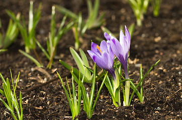 Image showing Crocus