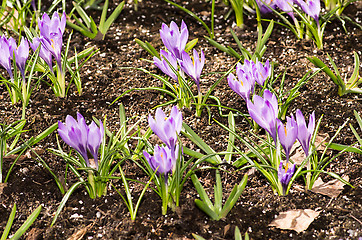 Image showing Crocus