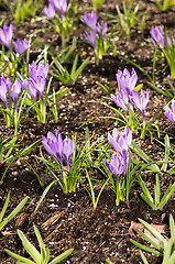 Image showing Crocus