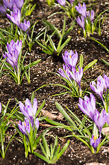 Image showing Crocus