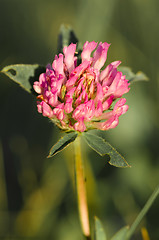 Image showing Clover