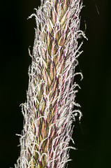 Image showing Grass