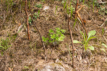 Image showing Pulsatilla patens