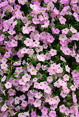 Image showing Petunia wall