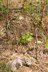 Image showing Pulsatilla patens