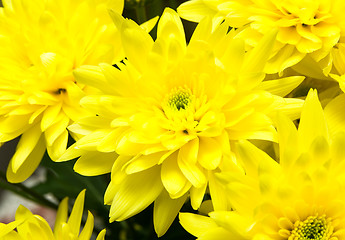 Image showing Chrysanthemum