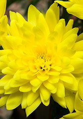 Image showing Chrysanthemum