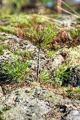 Image showing Fir-tree