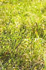 Image showing Wetland