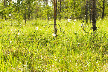 Image showing Wetland