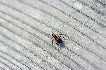 Image showing Ant