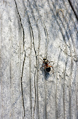 Image showing Ant