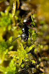 Image showing Ant