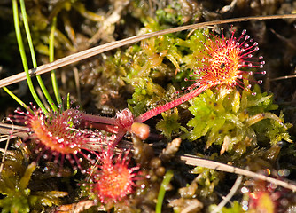 Image showing Sundew