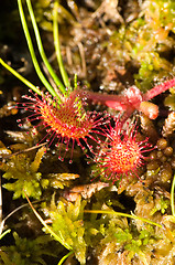 Image showing Sundew