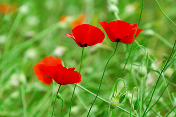 Image showing Poppies