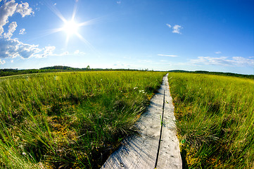 Image showing Swamp