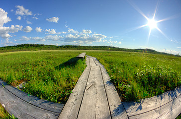 Image showing Tree paths