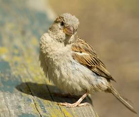 Image showing House sparrow