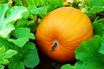 Image showing Pumpkin