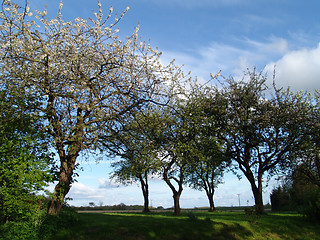 Image showing spring trees