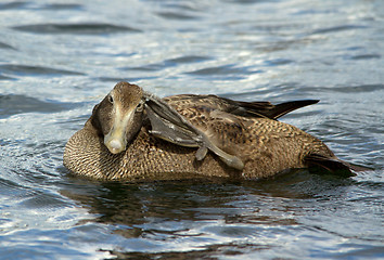 Image showing Eider