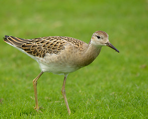 Image showing Ruff