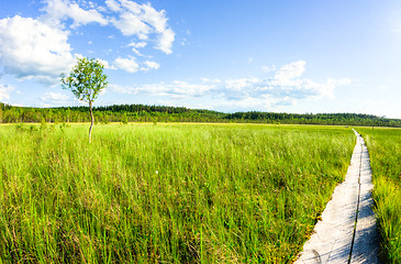 Image showing Swamp