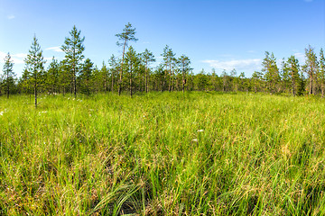 Image showing Swamp