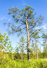 Image showing Swamp