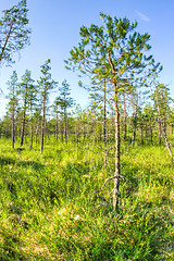 Image showing Wetland