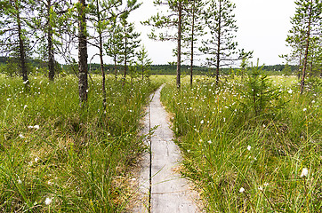 Image showing Wetland