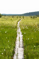 Image showing Swamp