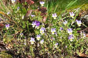 Image showing Viola tricolor