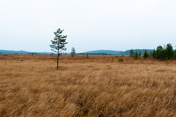 Image showing Wetland