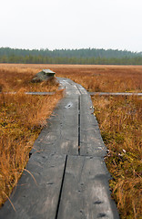 Image showing Swamp