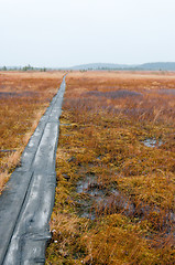 Image showing Wetland