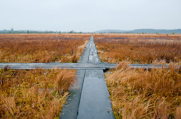 Image showing Swamp