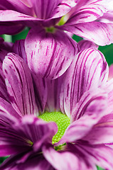 Image showing Chrysanthemum