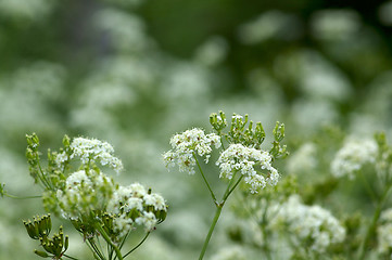 Image showing Anthriscus sylvestris