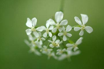 Image showing Anthriscus sylvestris